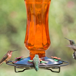 Accommodates Multiple Birds