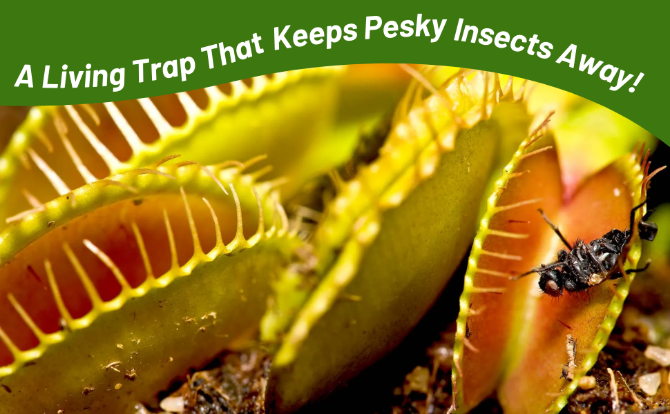 Venus Flytrap Small Bug Killer