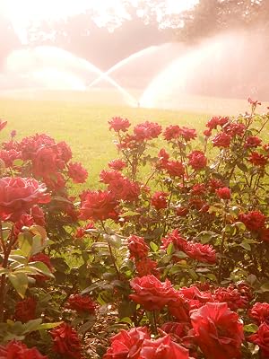 double red knock out rose