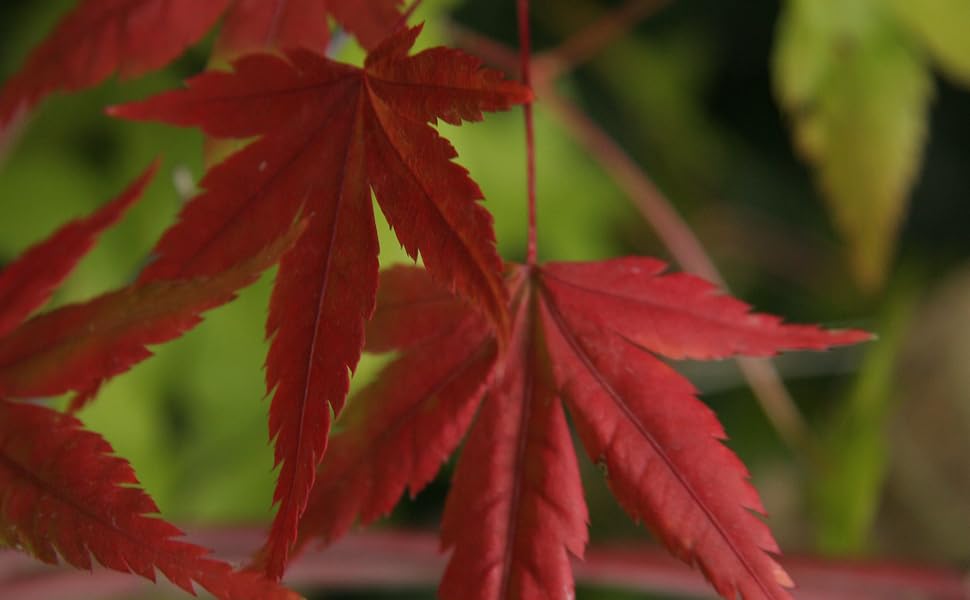 bloodgood red japanese maple tree, japanese maple tree, red Japanese maple live plant