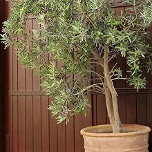 Arbequina Olive Tree by Perfect Plants