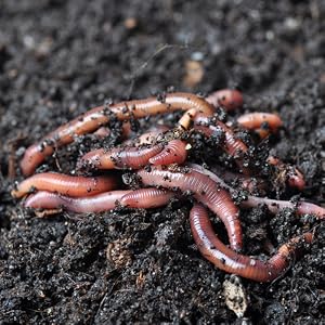 worm castings