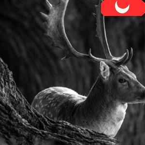 game camera