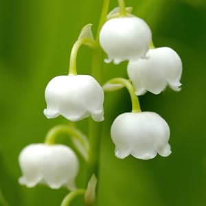 Lily of the Valley