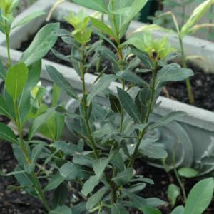 Bay laurel is an easy-care perennial that can grow into a large shrub or tree in frost-free regions.