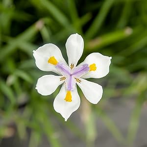 African White Iris flowering shrub