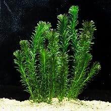 Anacharis