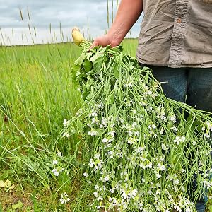 Farmer holding radishes which are used as a cover crop.