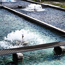Fish Farm