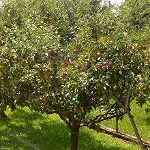 fuji apple trees