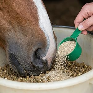 Horse eating feed with HEIRO supplement powder being added with scoop