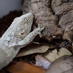 leachie gecko on coco select