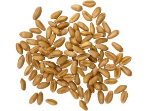 soft white wheat berries