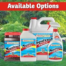 best Squirrel repellent strongest chipmunk ground squirrels natural safe tomato vehicle car wire