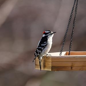 woodpecker on a tray feeder