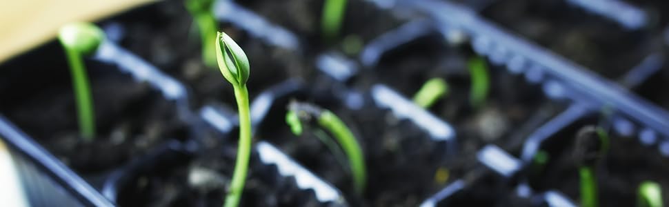 Seed Starting tray