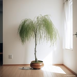 weeping willow bonsai, dwarf, cuttings