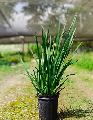 African White Iris