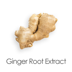 Ginger Root Extract