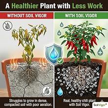 Comparison showing healthy chili plant roots with Soil Vigor versus wilted plant in compacted soil.