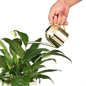 Small Watering Can