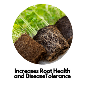 Potash potassium plant food fertilizer indoor and outdoor plants, lawns, potatoes garden