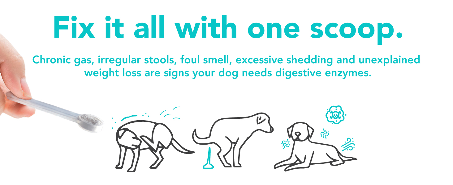 signs dog needs enzymes