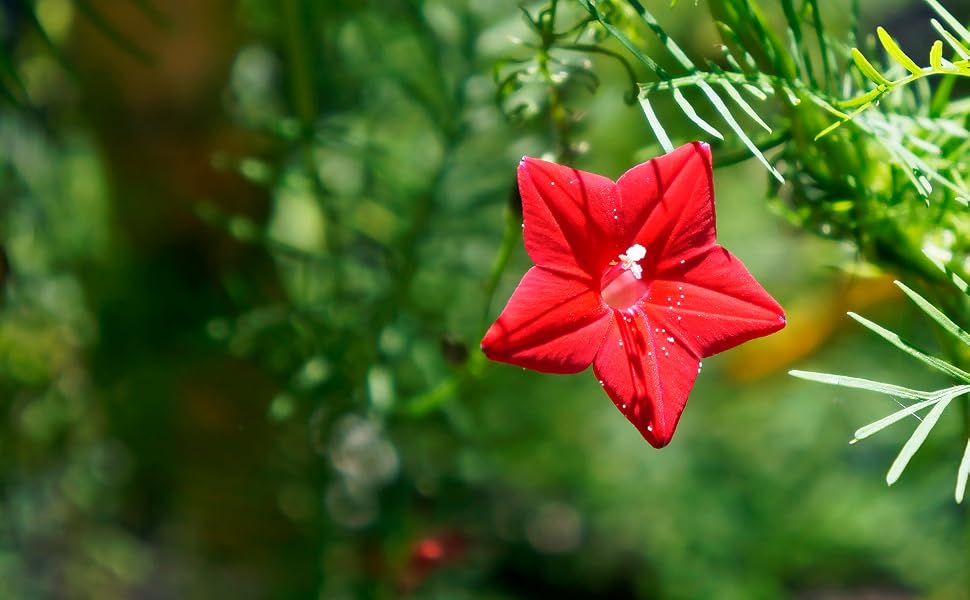 cardinal climber ipomoea seeds for planting to grow plant growing