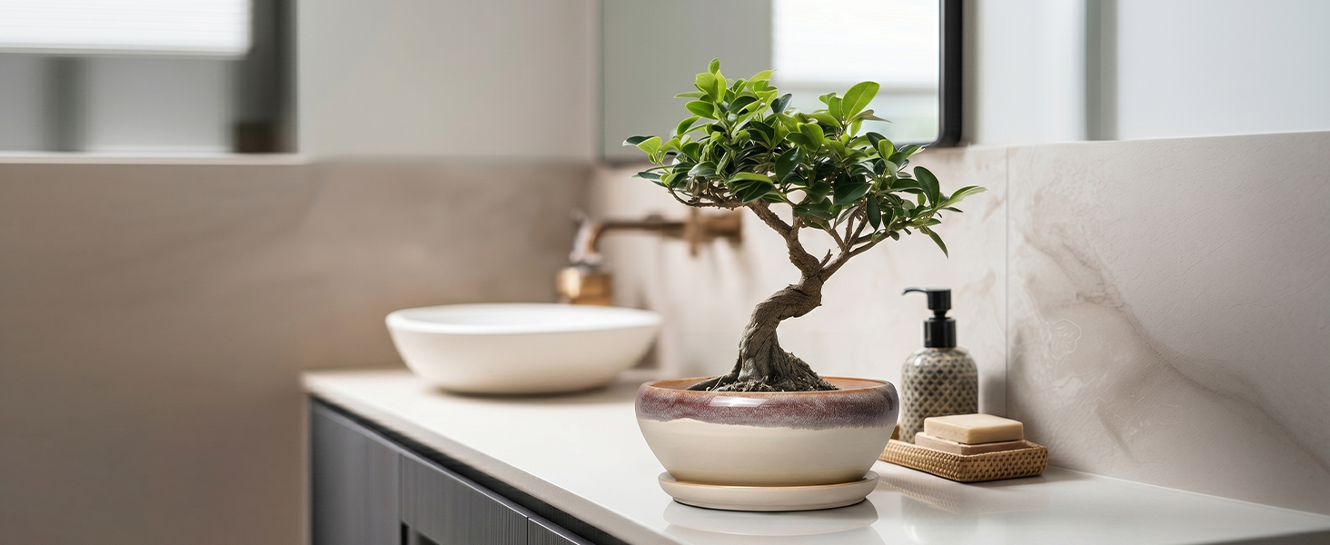 white ceramic pots for plants