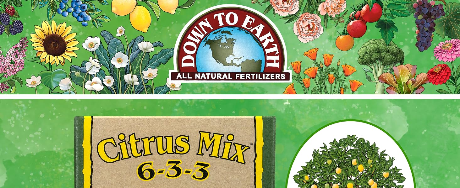 Citrus Mix 1