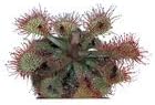 Sundew (Drosera), Living Plant, Good for Acid-Bog Terraria