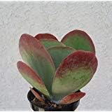 Kalanchoe Flapjacks Succulents Kalanchoe Thrysiflora in 4" Pot
