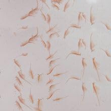 Carolina Live Adult Brine Shrimp (Artemia) – Ready-to-Feed Nutrition for Fish & Aquatic Organisms | No Hatching Required | 2 oz. Live Culture