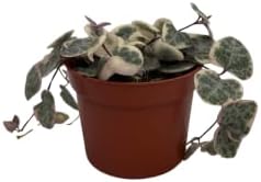 String of Hearts - Hearts Entangled -Ceropegia woodii-2.5" Pot-Collector' Series