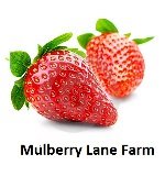 Soft White Wheat Berries 4 Pounds Kernels, USDA Certified Organic, Non-GMO Bulk, Product of USA, Mulberry Lane Farms