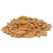 Bulk Grains 100% Organic Kamut Berries - Single Bulk Item - 25LB