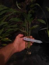 RARE WHITE TUMERIC PLANT.- Curcuma longa Roots are so delicious no joke