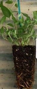 Miss Bateman Clematis Vine - Pure White - 2.5" Pot