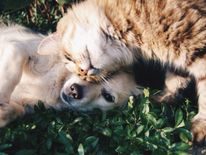 aminavast for cats, aminavast for dogs, cat kidney support, kidney support for cats
