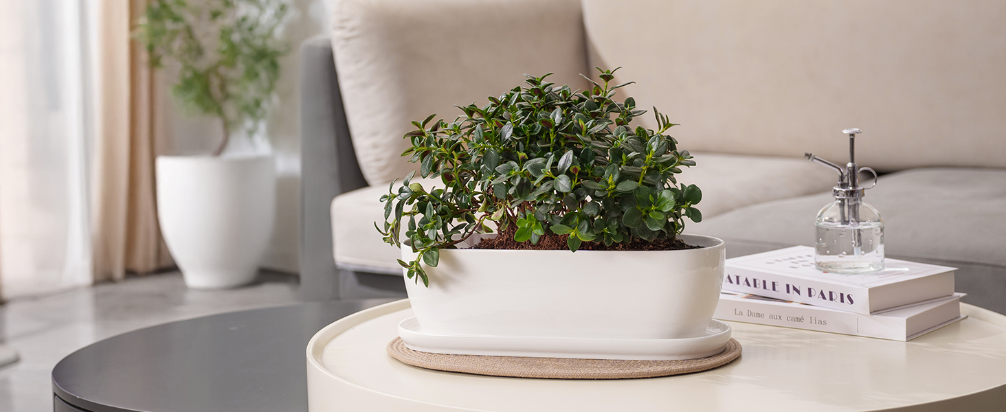 Landscape Plants
