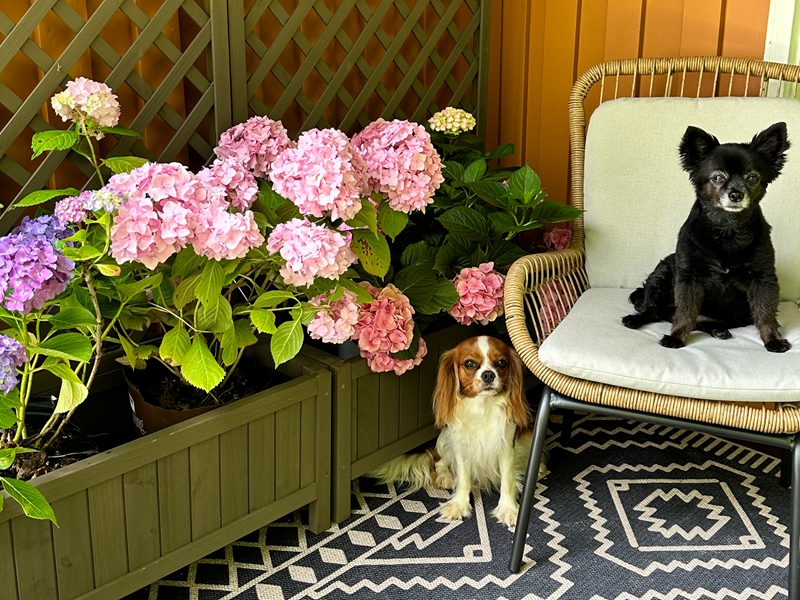 Garden planter