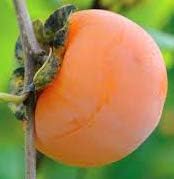 8-12" American Persimmon Tree Potted Plant, Sweet Bearing Fruit, Great as a Accent Plant, Flowers are just Spectacular