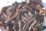 BloomsnBuds 200 Red Wiggler Worms
