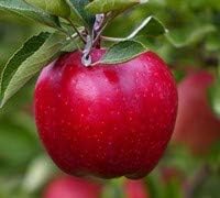 Fuji Apple Tree - Grow Fresh Fruit - Live Plant Shipped 3 Feet Tall by DAS Farms