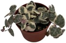 String of Hearts - Hearts Entangled -Ceropegia woodii-2.5" Pot-Collector' Series