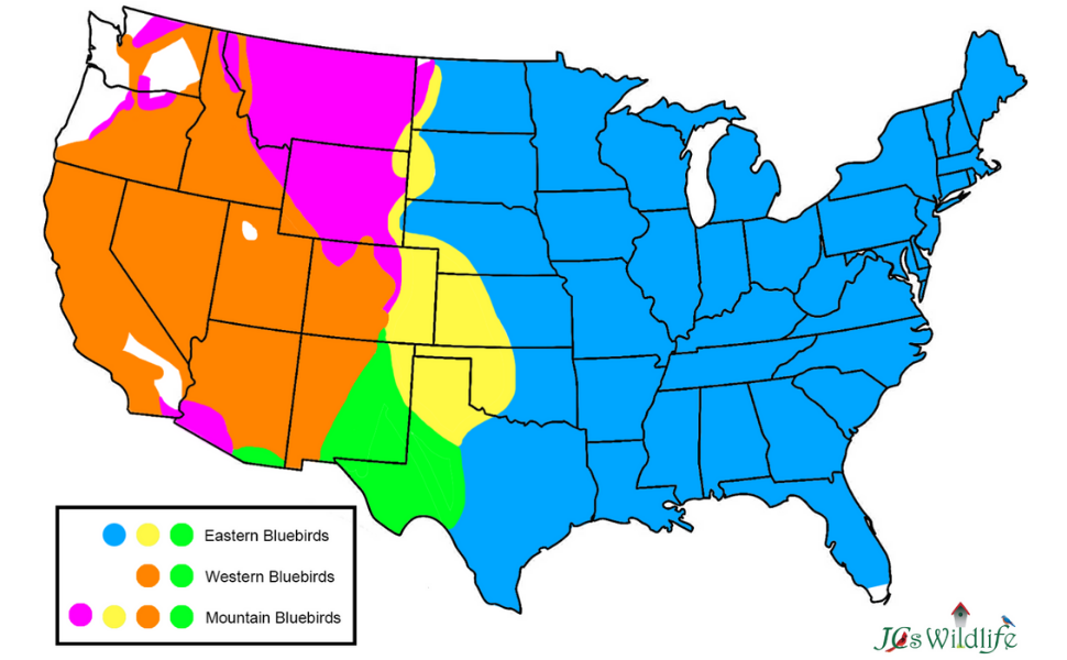 Bluebird Map