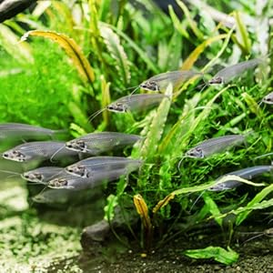 Glass Catfish Community Tank