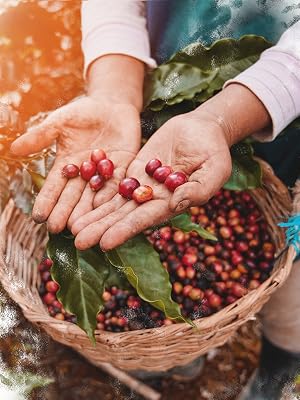 Person Holding Coffee Beans