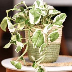 terrarium homes baskets saucers hanging topiary green white friendship soil grow collection potted