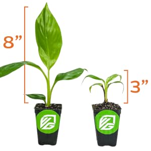 nectarine hawaiian sun paw rareseeds flowering paradiso honeycrisp bushes leaves miniature lily